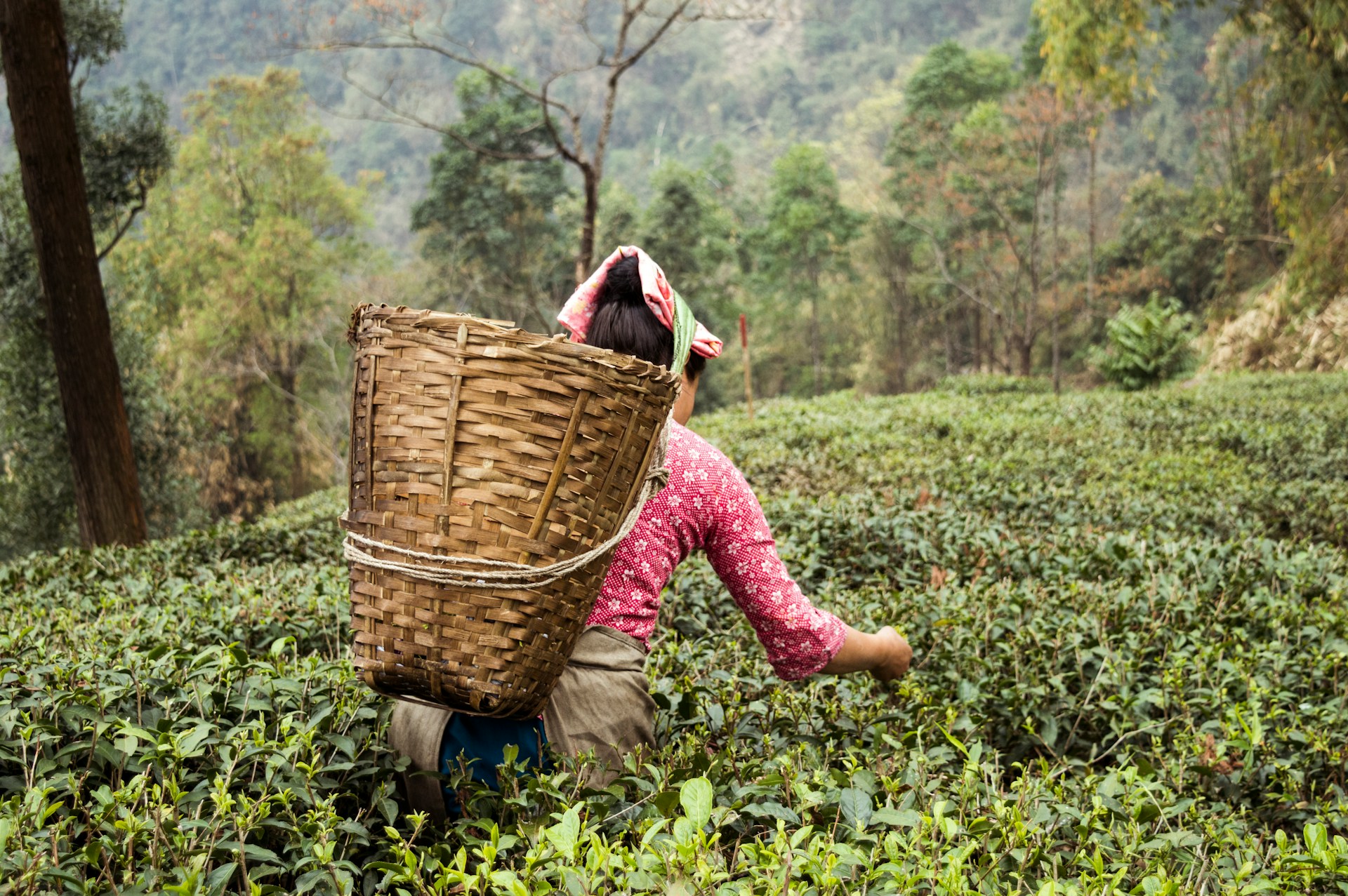 Read more about the article Darjeeling Highlands & Hidden Gems Tour